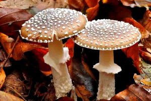 Виды и особенности мухоморов